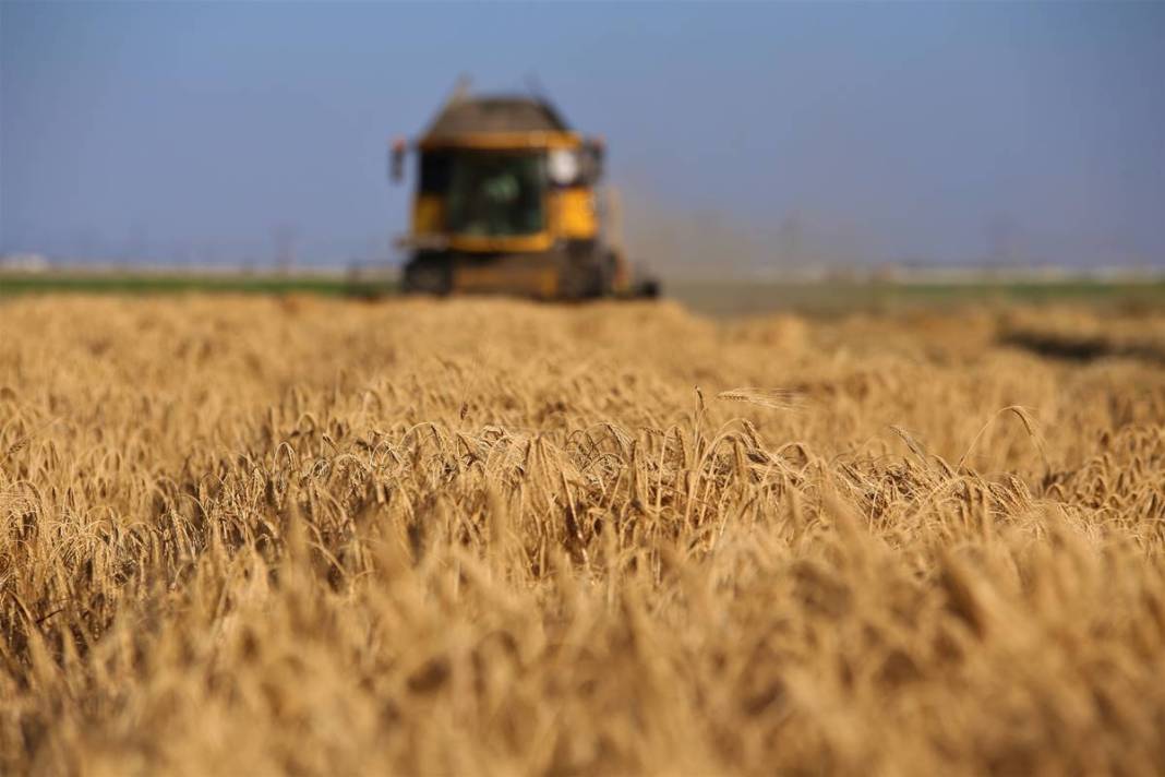 Yağmurdan sonra ortaya çıktı, tarla sahibi büyük şaşkınlık yaşadı! 1.80 metre uzunluğunda, sonunda makarna olacak 15